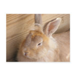 Bad Hare Day Post Card