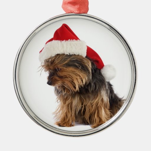 bad yorkie christmas ornament zazzle bad yorkie christmas ornament zazzle
