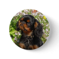 Badge: King charles spaniel / English toy dog buttons