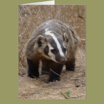 Badger Approach Card