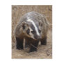 Badger Approach Postcard