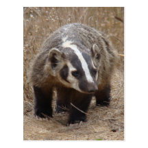 Badger Approach Postcard
