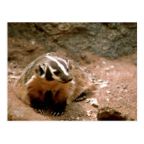 Badger postcards