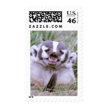 Badger Stamps
