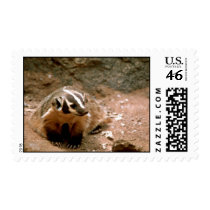 Badger Postage Stamp