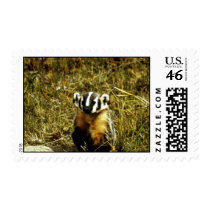 Badger Stamp