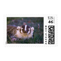 Badger Stamp