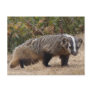 Badger Postcard
