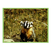 Badger postcards