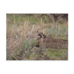 Badger Postcards