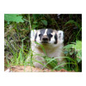badger posters