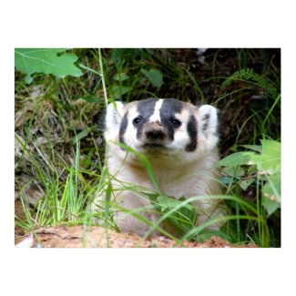badger print