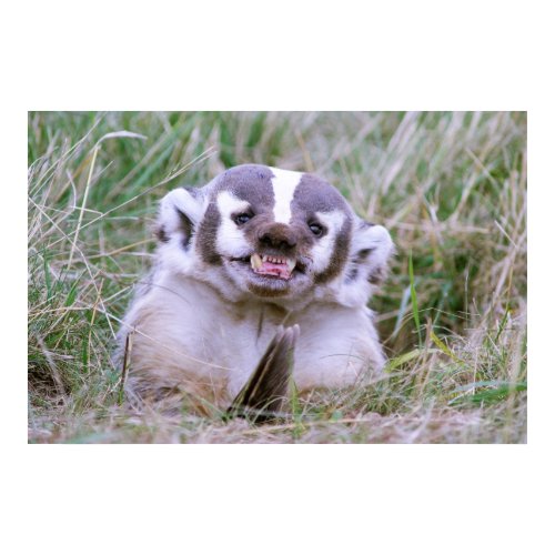 Badger print