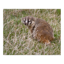 Badger Poster