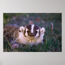 Badger Print