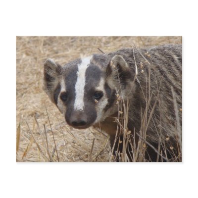 Badger Staredown Postcard by naturalphotos