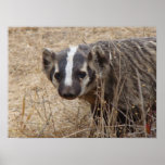 Badger Staredown Poster