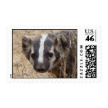 Badger Staredown Stamp