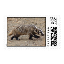 Badger Walking Stamp by naturalphotos Badger Walking Stamp