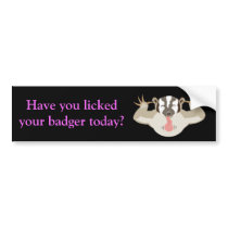 Badgering Badger_Have you licked your badger today bumper stickers