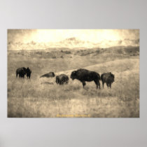 Badlands Bison Print
