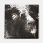 Bagot Goat Photo Old Style - Animal Magnets magnets