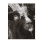 Bagot Goat Portrait Old Style - Animal Photography Post Cards