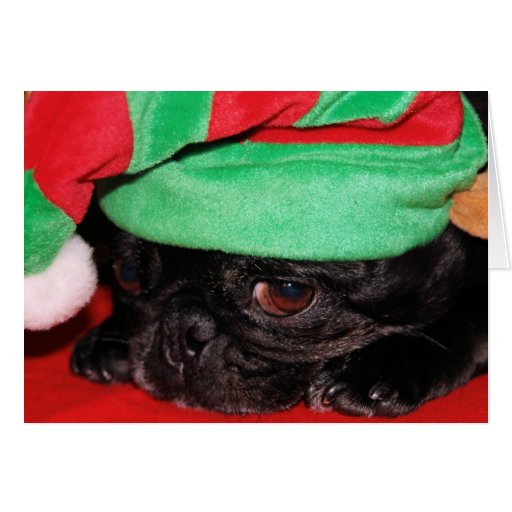 bah hum pug holiday greeting card