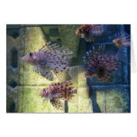 Bahamas Fish Card