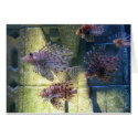 Bahamas Fish cards