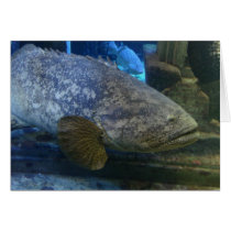 Bahamas Fish cards