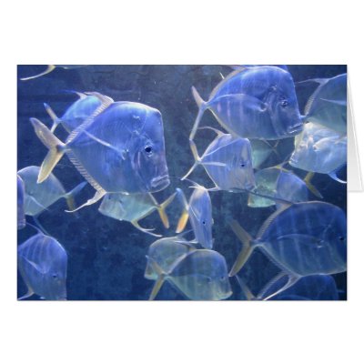 Bahamas Fish Card by jdaichman