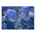 Bahamas Fish cards