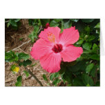 Bahamas Flower Greeting Card