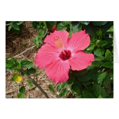 Bahamas Flower Greeting Card by jdaichman