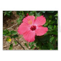 Bahamas Flower cards by jdaichman Bahamas Flower cards