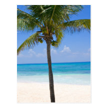 Bahamas Palm Tree Postcards