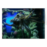 Bahamas Squid cards