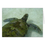 Bahamas Turtle Greeting Card