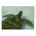 Bahamas Turtle cards by jdaichman Bahamas Turtle cards