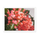 Bahamian Flowers postcards