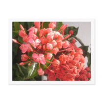 Bahamian Flowers postcards by aikiri Bahamian Flowers postcards