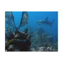 Bahamian Reef Shark Post Cards
