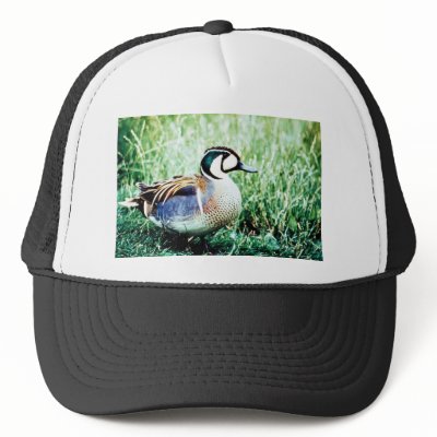 Baikal Teal Duck