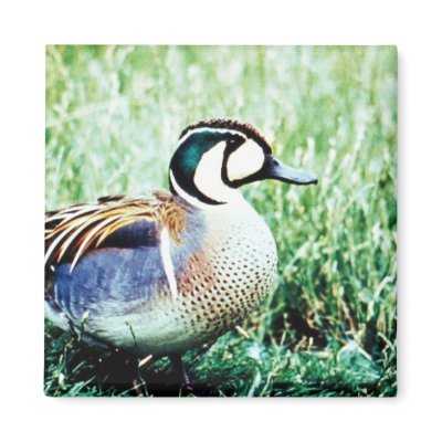 Baikal Teal Duck Refrigerator Magnet by animalpark