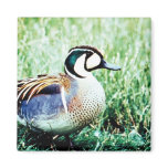 Baikal Teal Duck Refrigerator Magnet