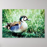 Baikal Teal Duck Print