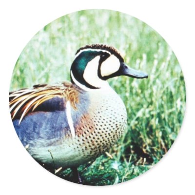Baikal Teal Duck Sticker by animalpark