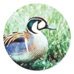 Baikal Teal Duck stickers