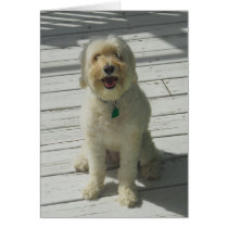 Bailey the Beautiful Dog Posing on the Deck - Card